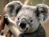 Avatar de koalakoala